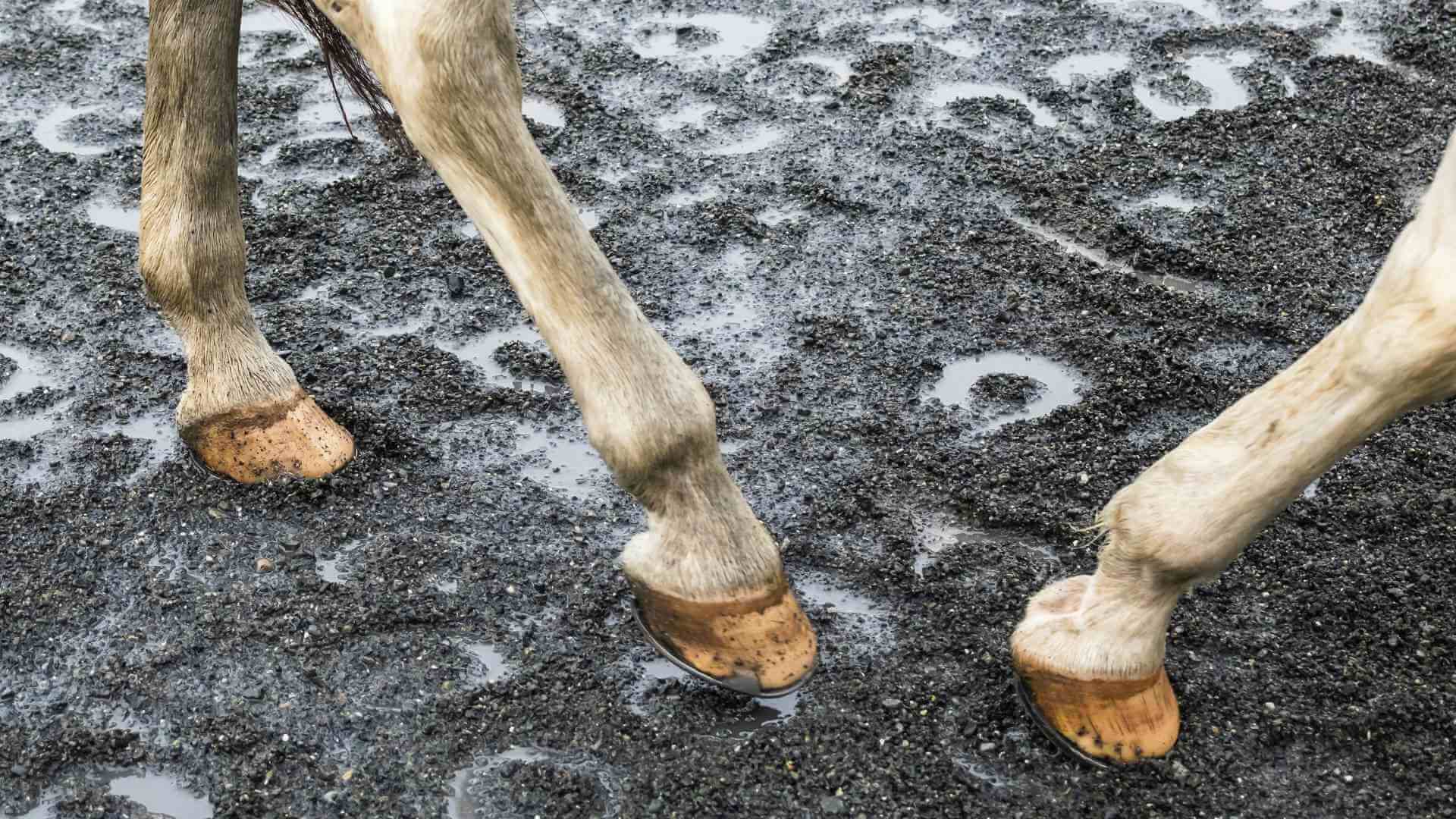 AI Horse Racing Tips