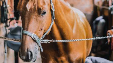 Course Specific Form in Horse Racing