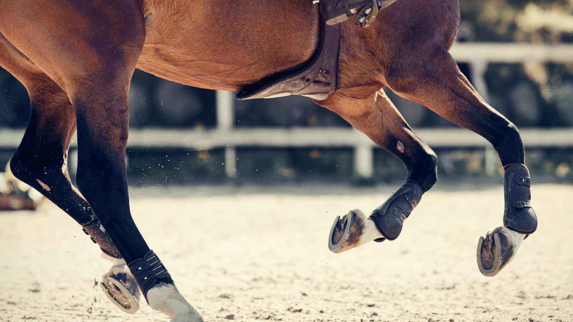 Draw Bias in Horse Racing Explained (and How Racing Buddy Uses It in Predictions)