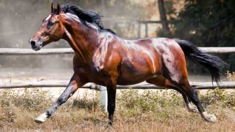 Each Way Betting Explained