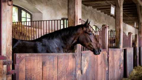 Easy-to-Use Horse Racing Data