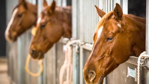 Free Horse Racing Tips UK