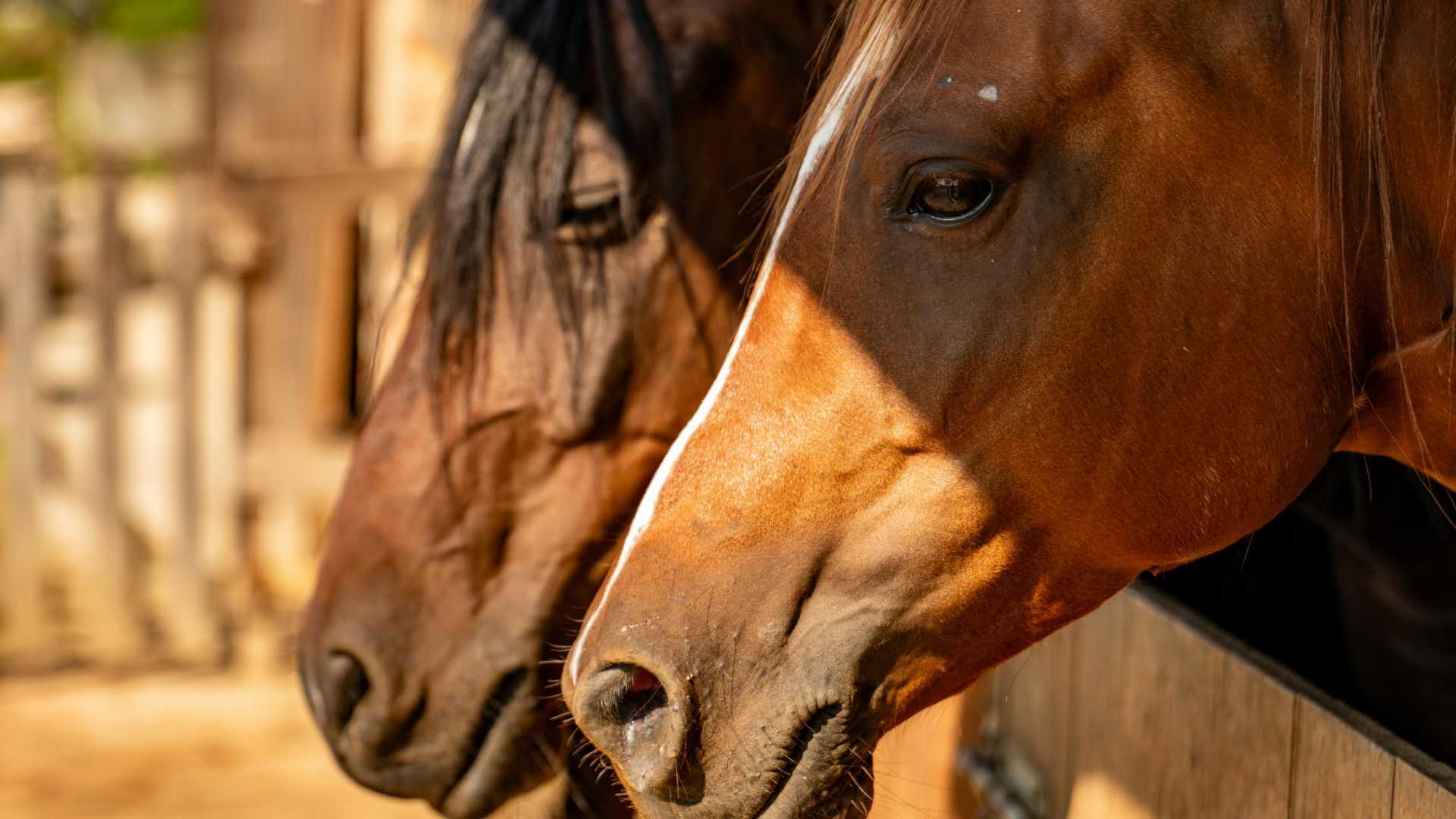 Ground Conditions in Horse Racing