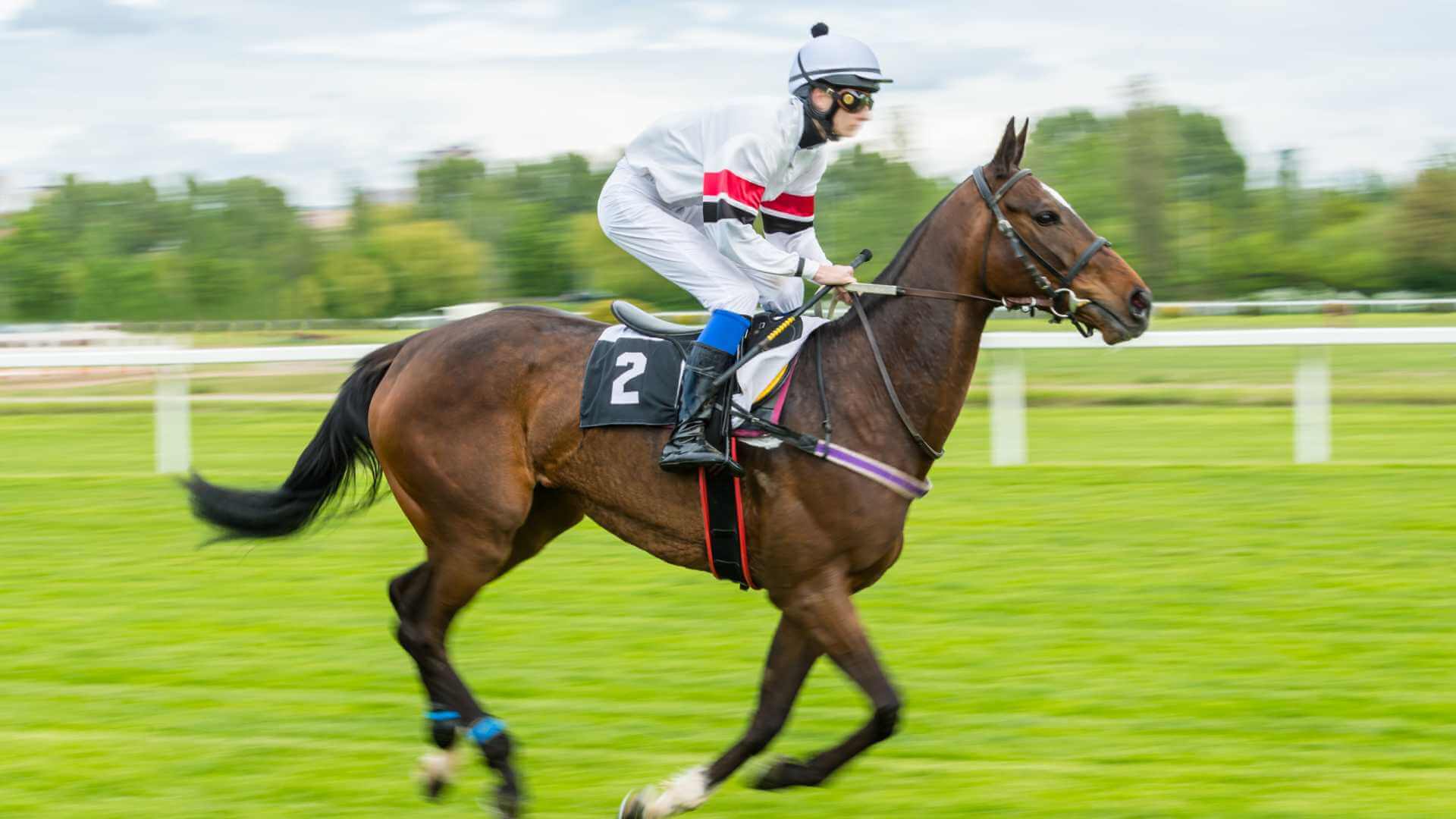 Horse Form Analysis in Racing (and How Racing Buddy Uses It in Predictions)