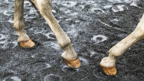 AI Horse Racing Tips