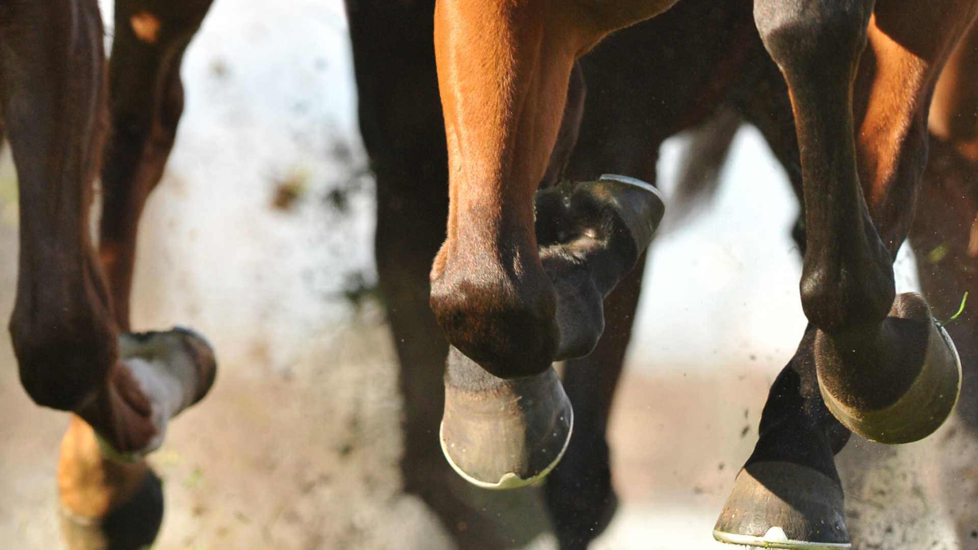 Jockey Form in Horse Racing (and How Racing Buddy Uses It in Predictions)