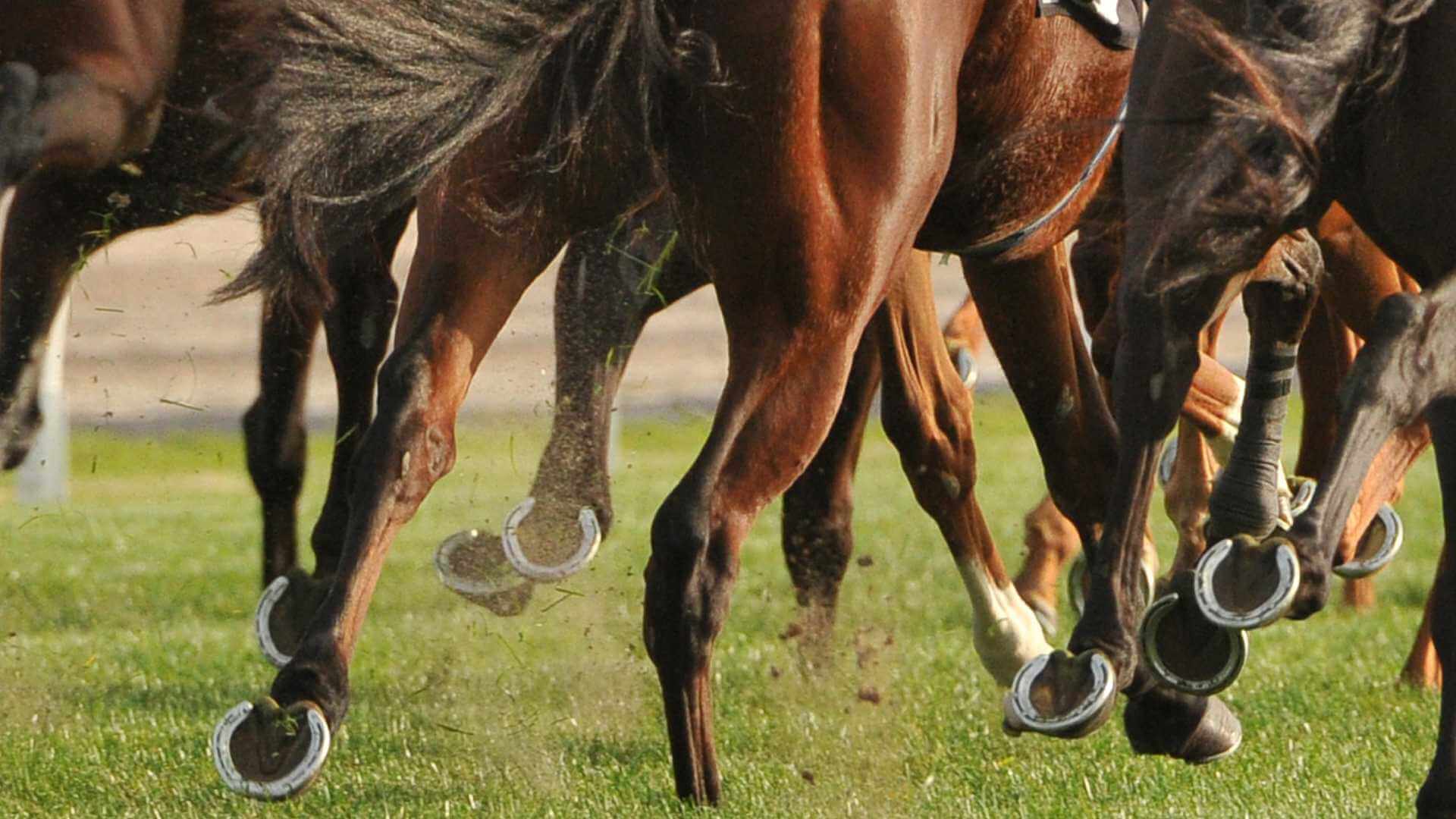 Market Moves in Horse Racing (and How Racing Buddy Uses Them in Predictions)