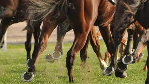 Market Moves in Horse Racing (and How Racing Buddy Uses Them in Predictions)