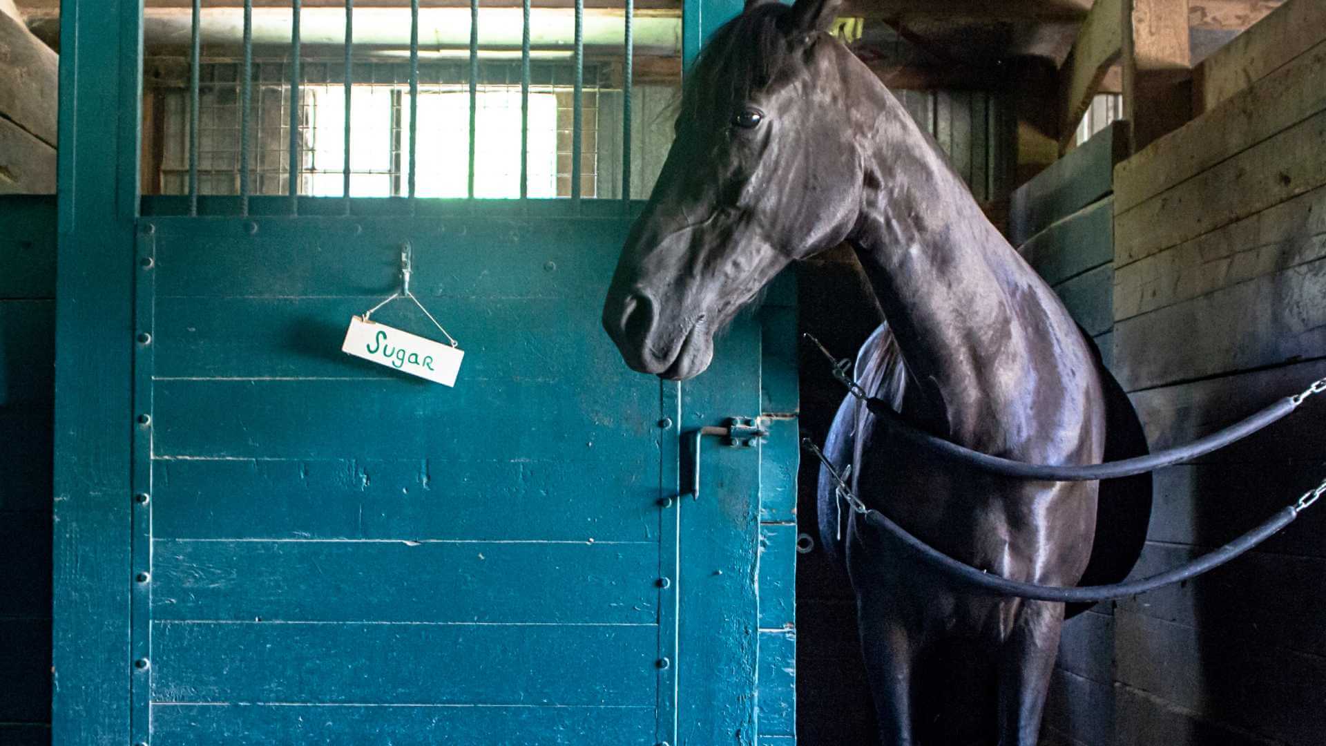 Understanding Pace in Horse Racing (and How Racing Buddy Uses It in Predictions)