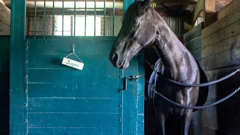 Understanding Pace in Horse Racing (and How Racing Buddy Uses It in Predictions)