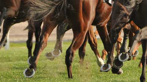 Partner With Racing Buddy