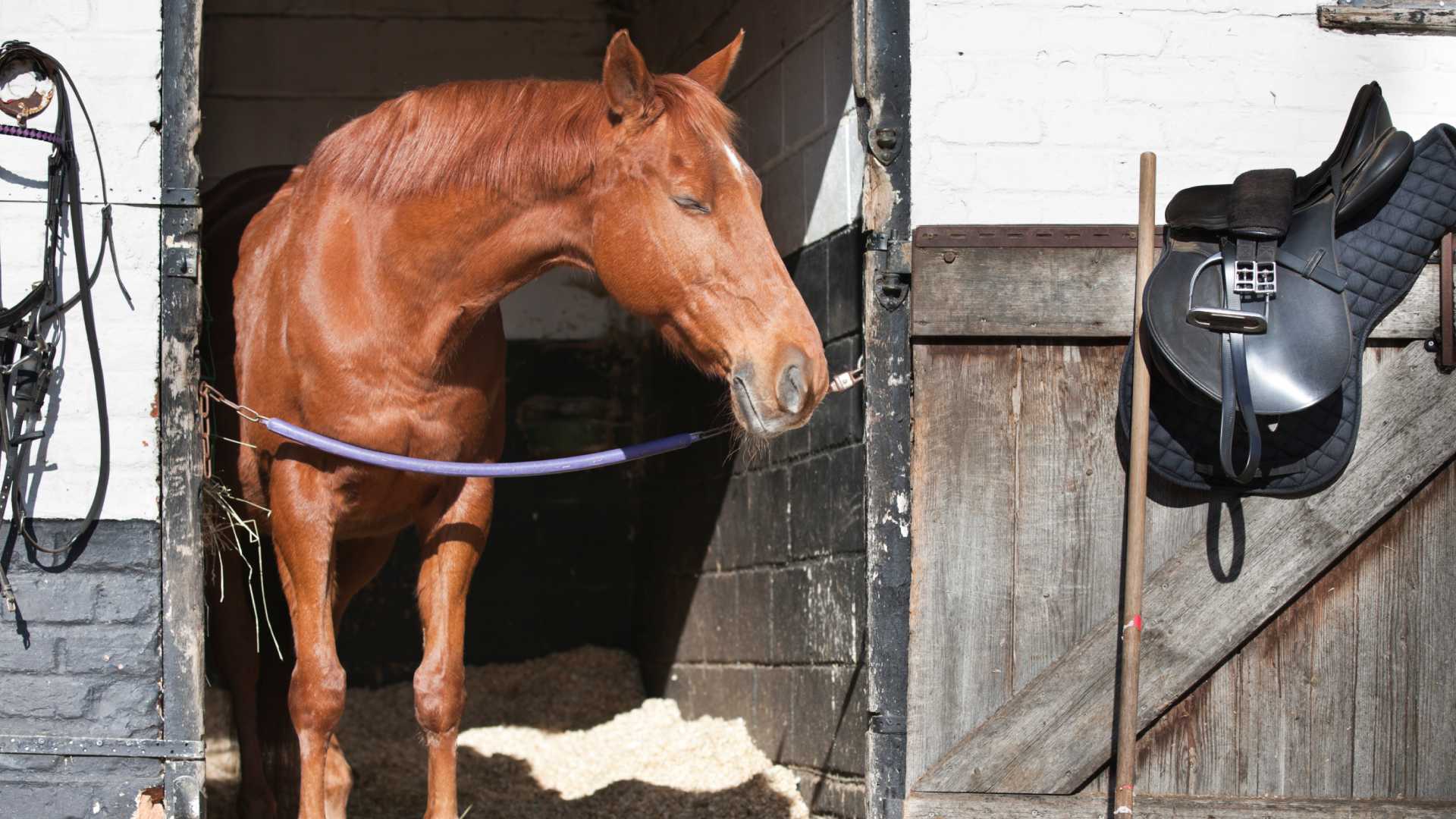 RacingBuddy Platform Explained