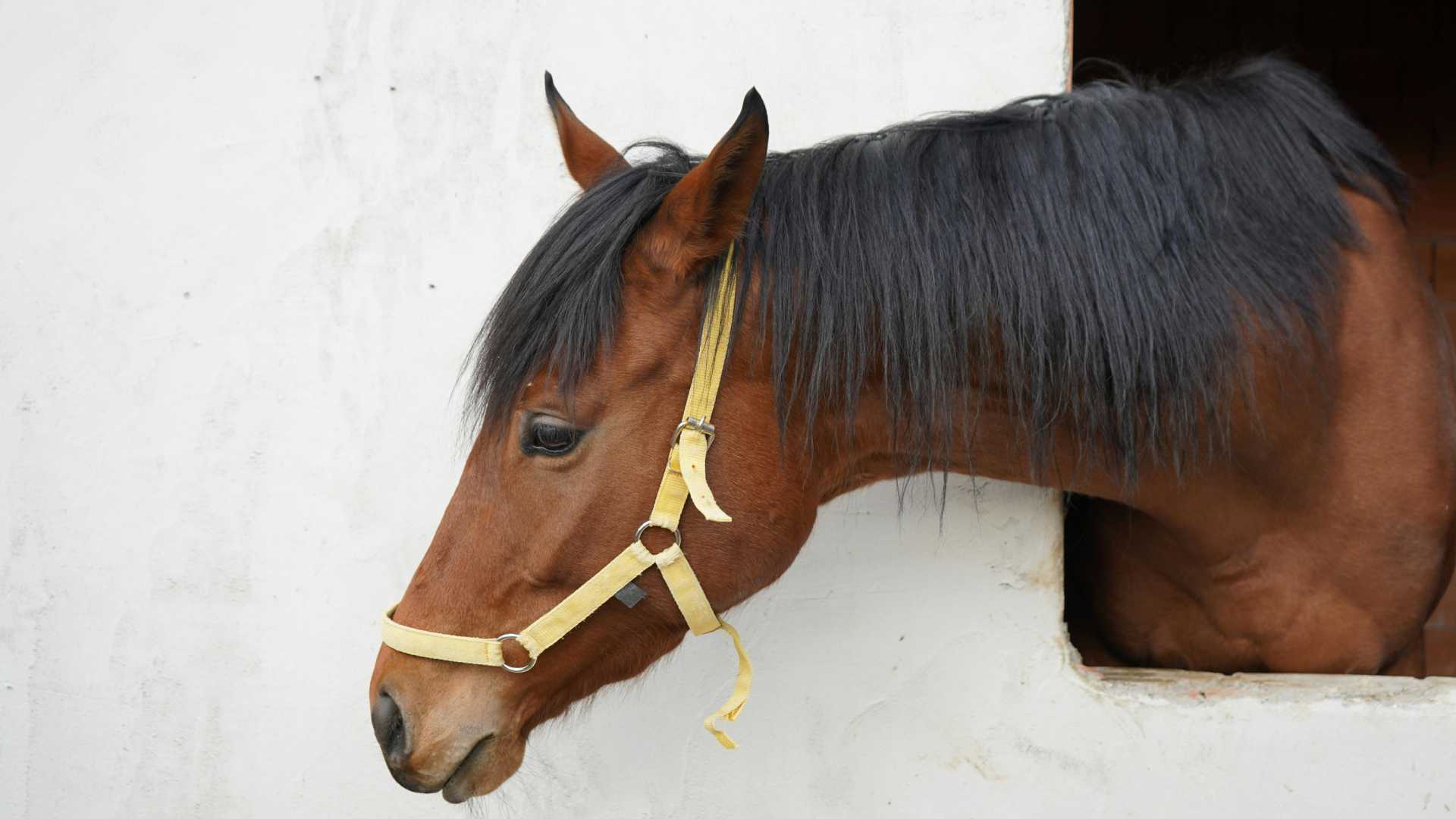 Seasonal Form in Horse Racing (and How Racing Buddy Uses It in Predictions)