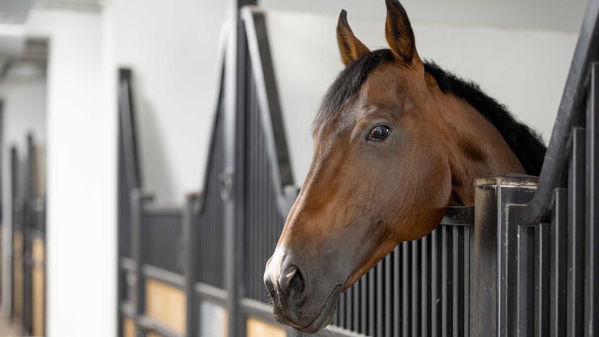 The ChatGPT of Horse Racing