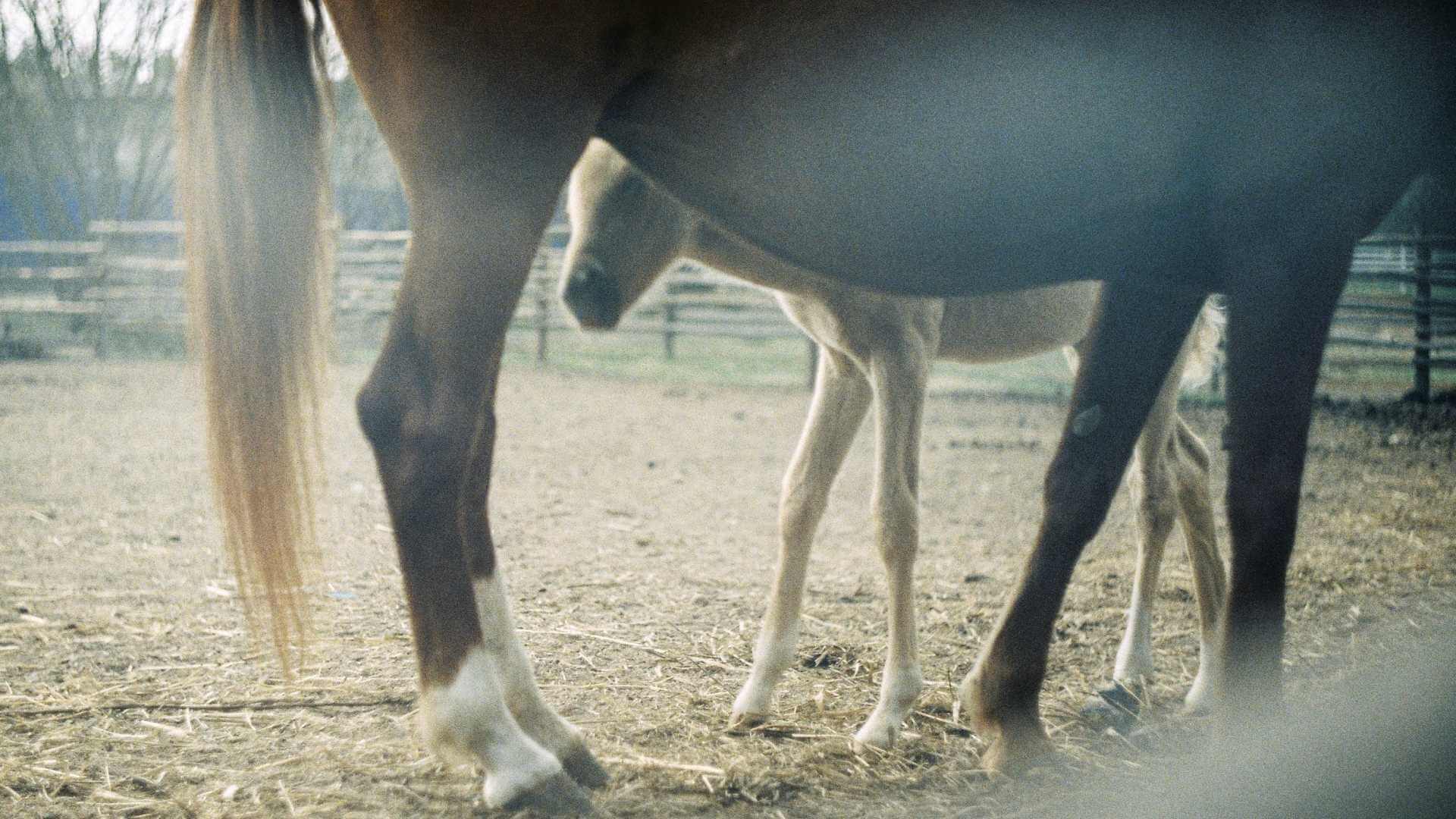 Beginner’s Guide to Horse Racing Betting