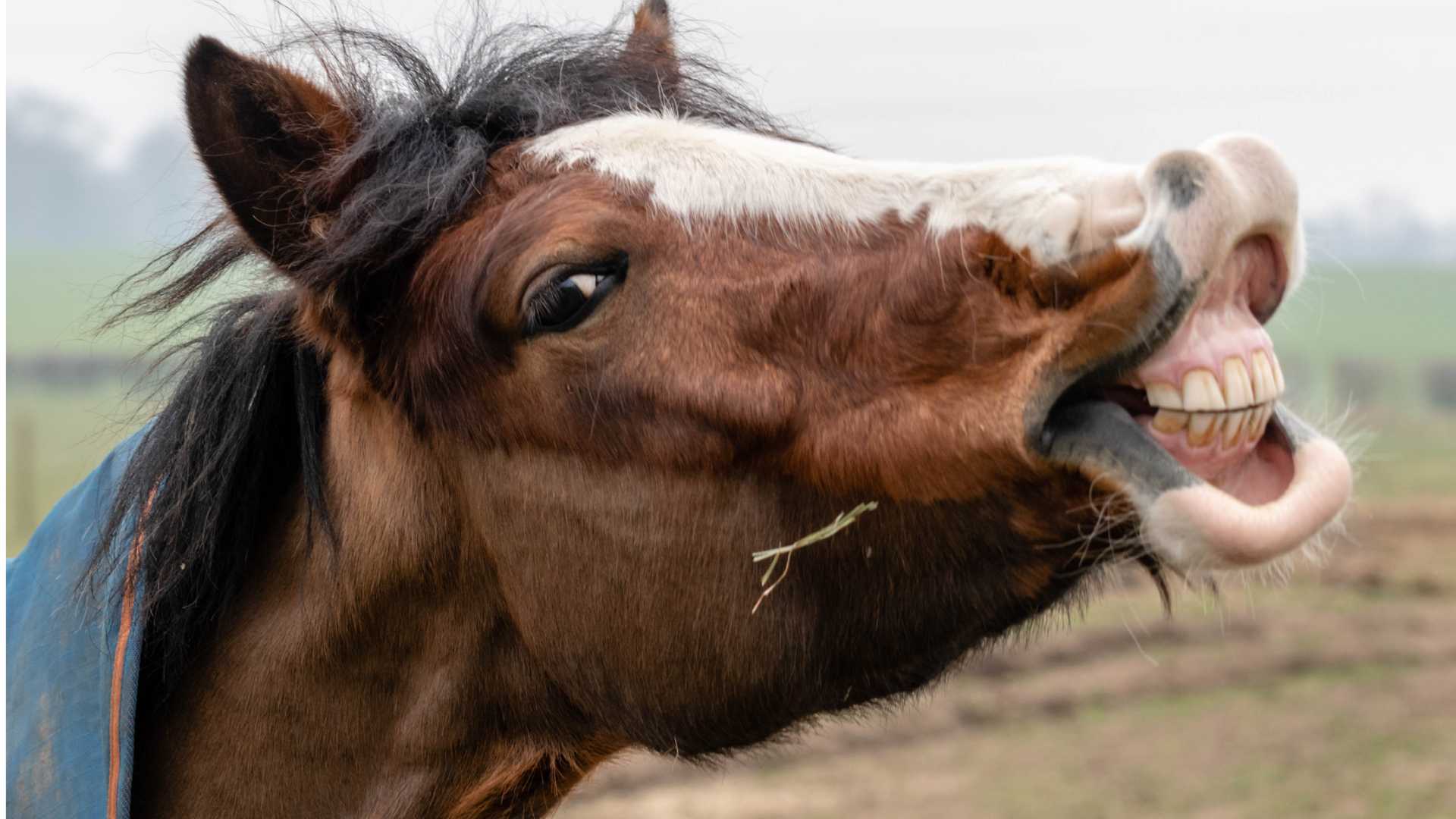 The Encyclopedia of Horse Racing