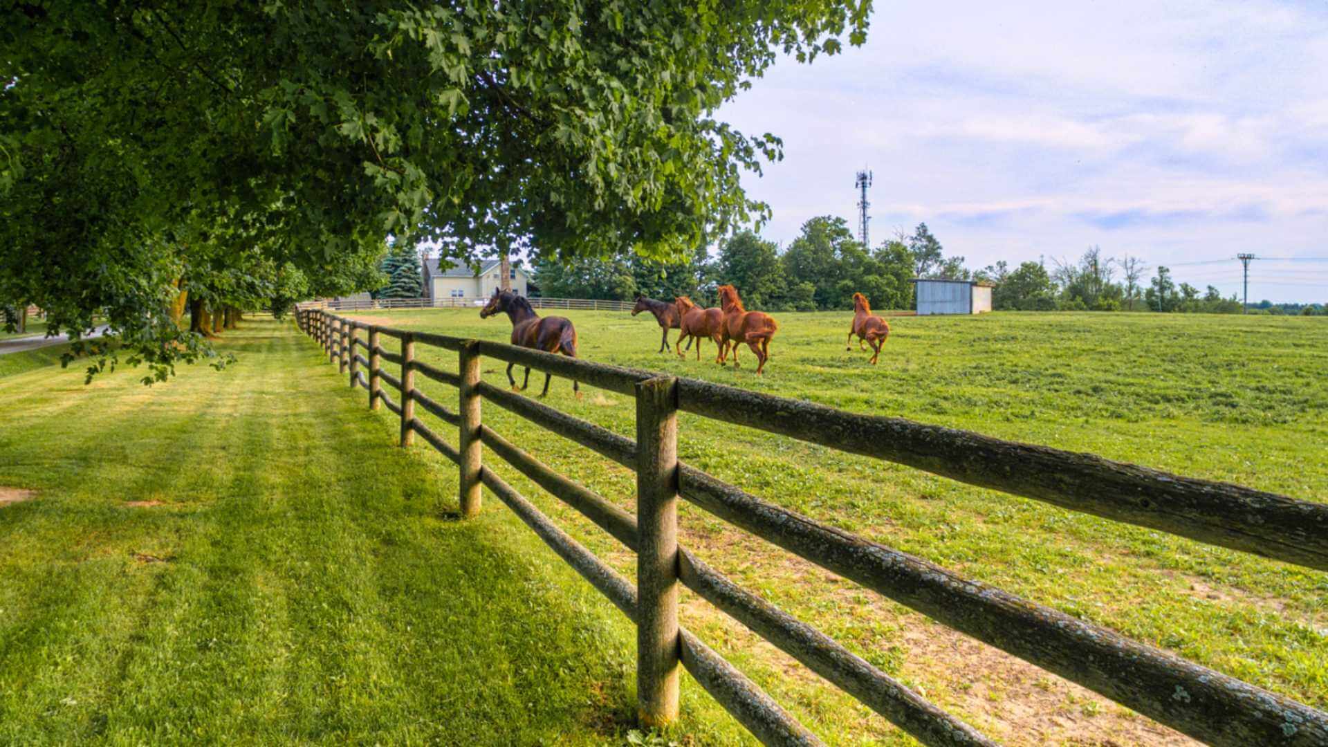 The Oracle of Horse Racing