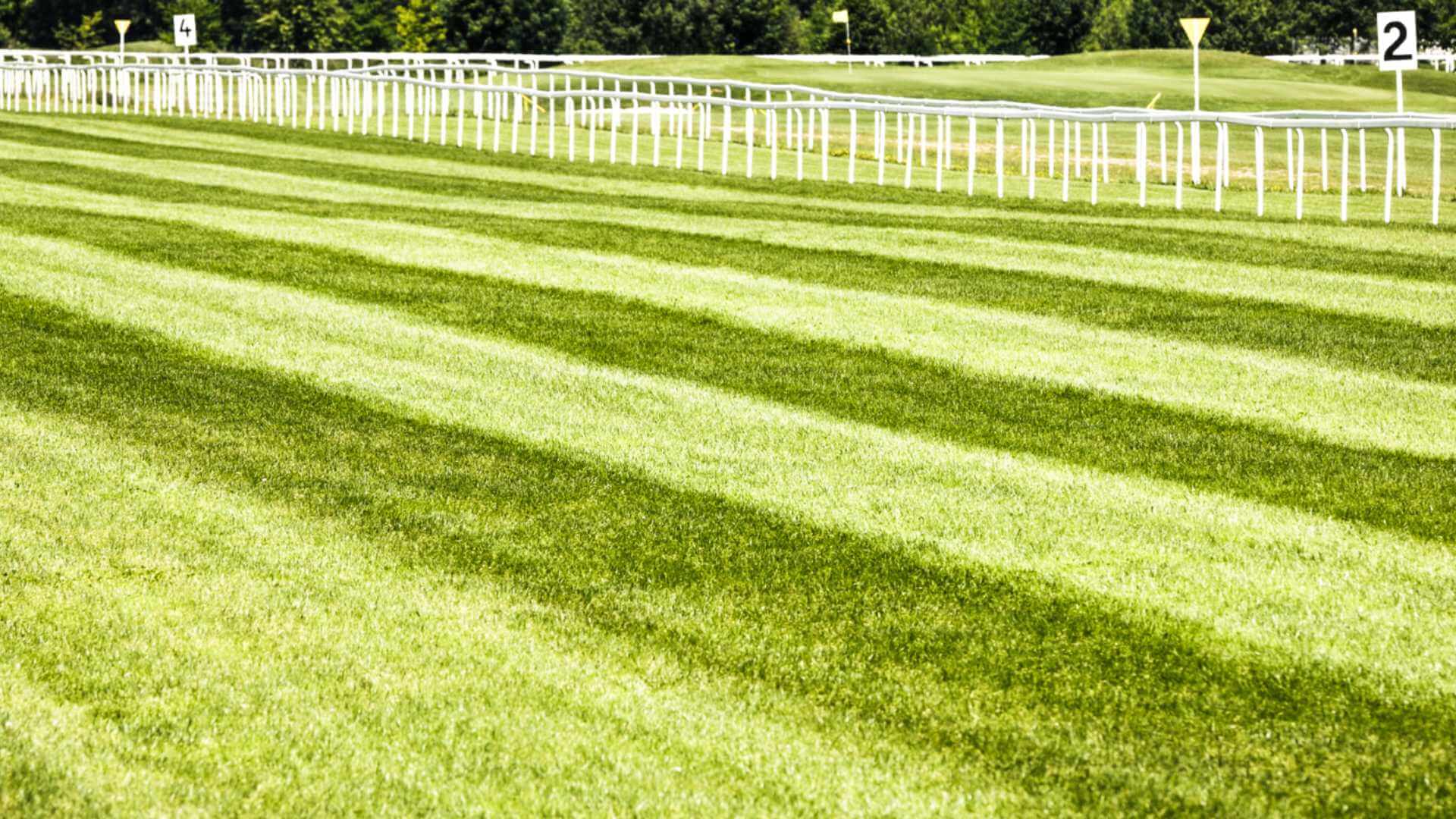 Voice Activated Horse Racing Data