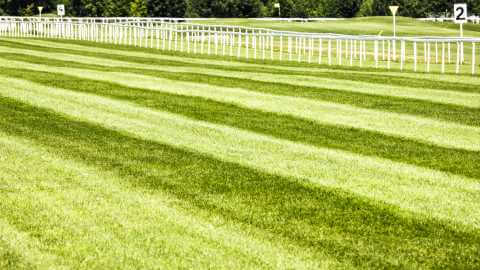 Voice Activated Horse Racing Data