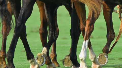 What is a Lucky 15 Bet in Horse Racing