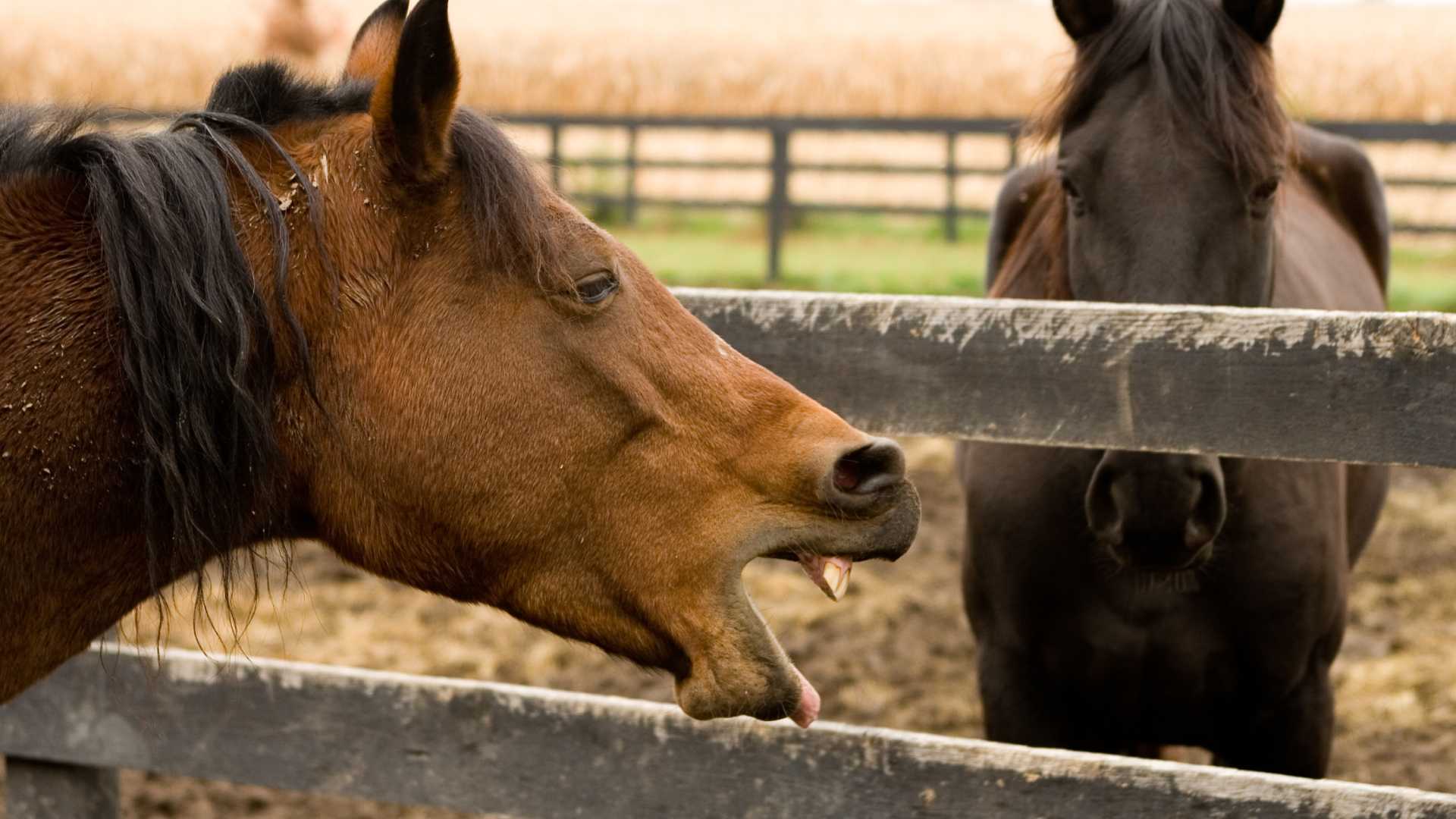 What is a NAP in Horse Racing