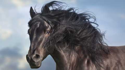 What is a Patent Bet in Horse Racing