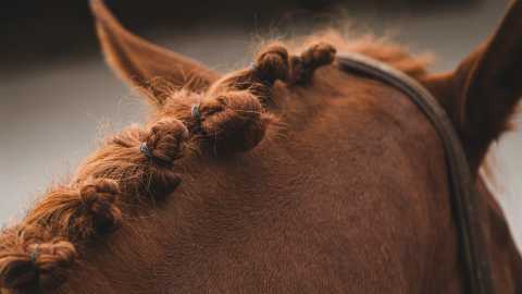 What is a Yankee Bet in Horse Racing