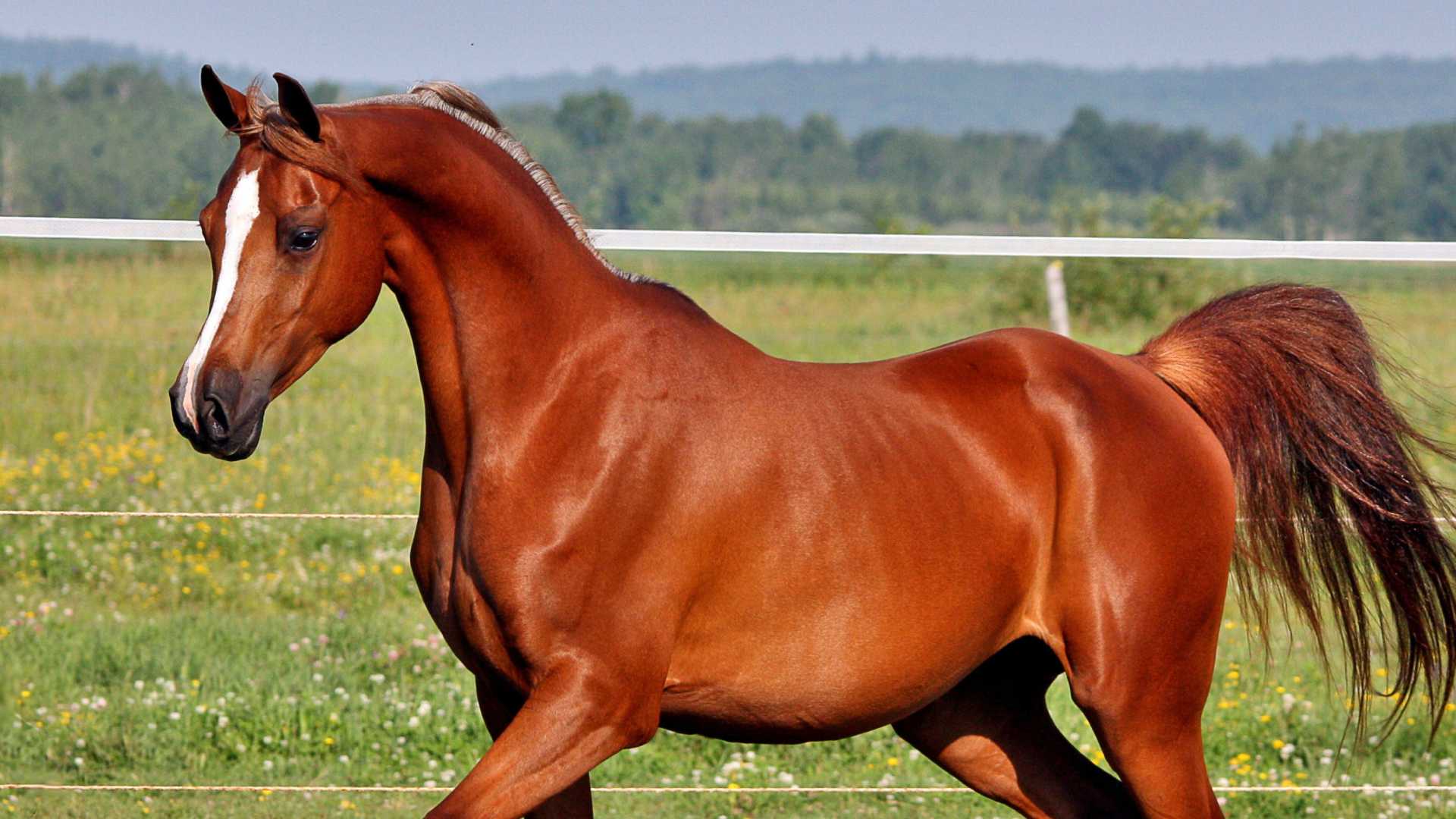 Why AI is the Future of Horse Racing Betting