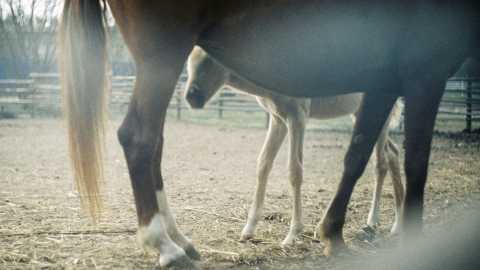 Beginner’s Guide to Horse Racing Betting