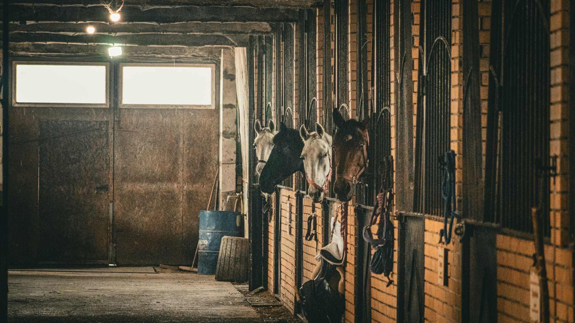 Best AI for Horse Racing Predictions