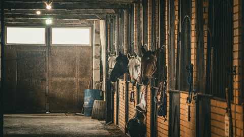 Best AI for Horse Racing Predictions